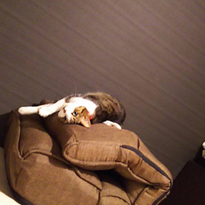 2d2b5c0a 0833 4399 b97b eacc3adec509