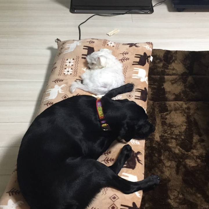 2d2c9a88 4da0 46a0 81e5 66d77440744e