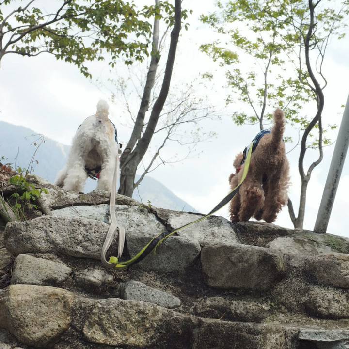 2d30d8b7 2c35 4317 b07f 8963cc251a42