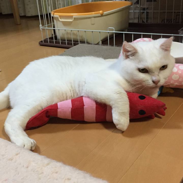 2d648a33 eaf0 400c 9a7b e952a0d78658