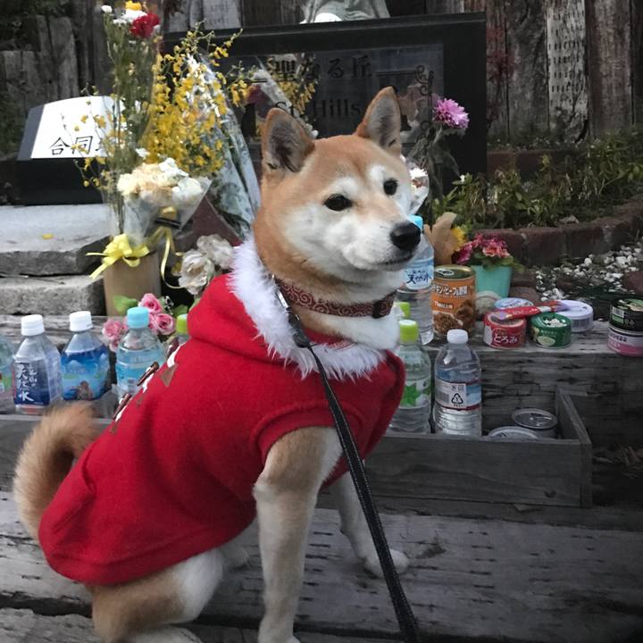 2d6f77da d706 41ed a0a4 0f4e56ede2bd