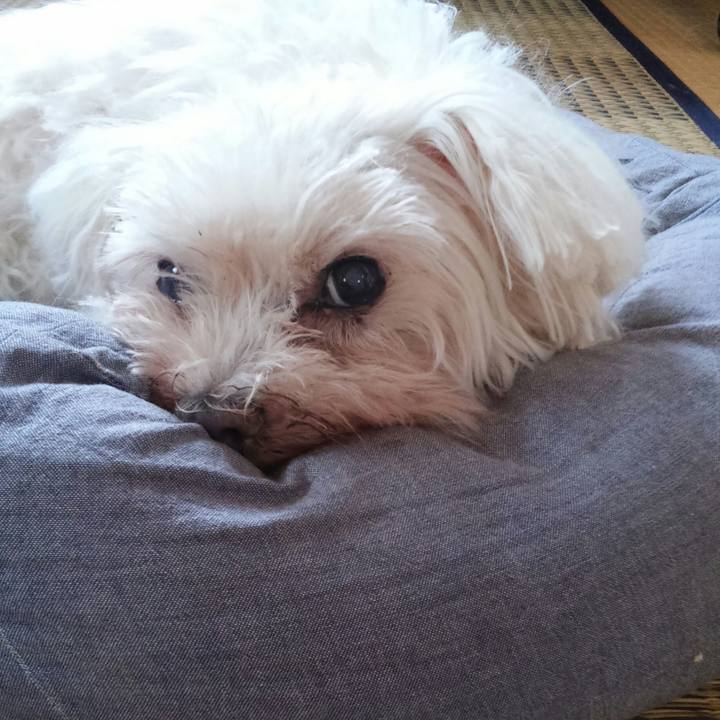 2d74d0fa 229b 404c 92a7 5f89403ac179