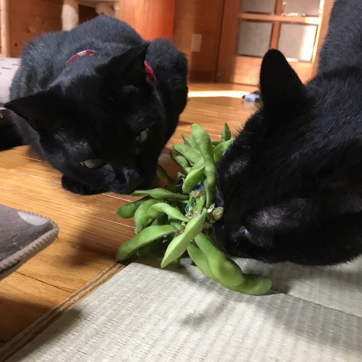 2d7bc108 747d 4a27 a8db 2e938e4a61e5