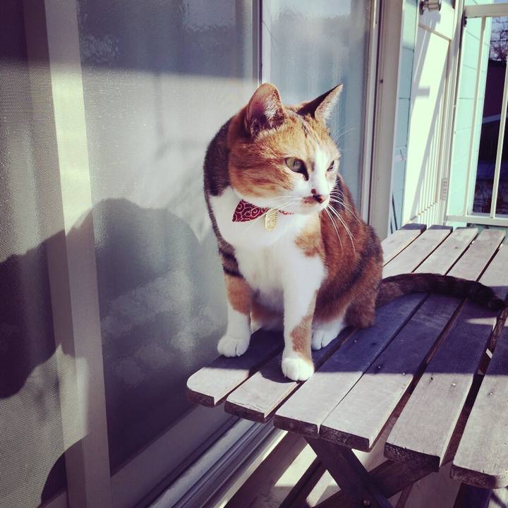 2d7e1476 204c 456f 94c2 376c321d5dae