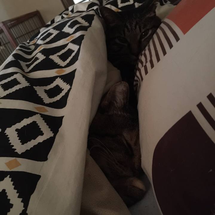 2d833cbe cf90 46b6 a027 face6df1ac34