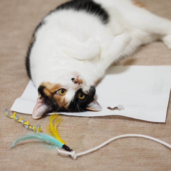 2d9cba3b 1bd4 46f5 847a d0aa1af2a0aa