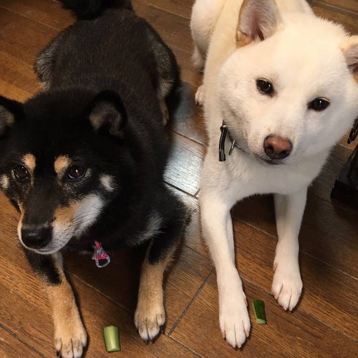 2da1d13c a2aa 438a 9813 cbae409f40b4