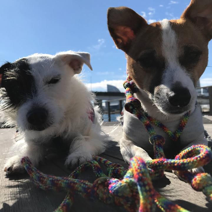 2da965d2 3e16 4cf0 9290 4cd3047dd205