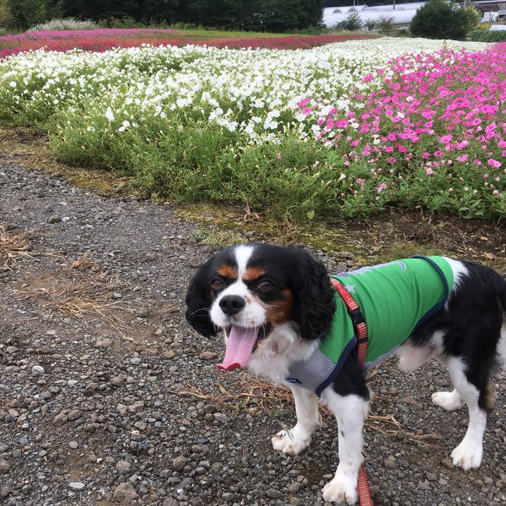 2dc84d5f 36c0 4151 88c0 ff5bf15af192