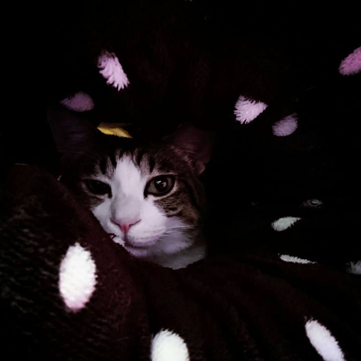 2de21bf2 1633 4911 8388 81423f871976