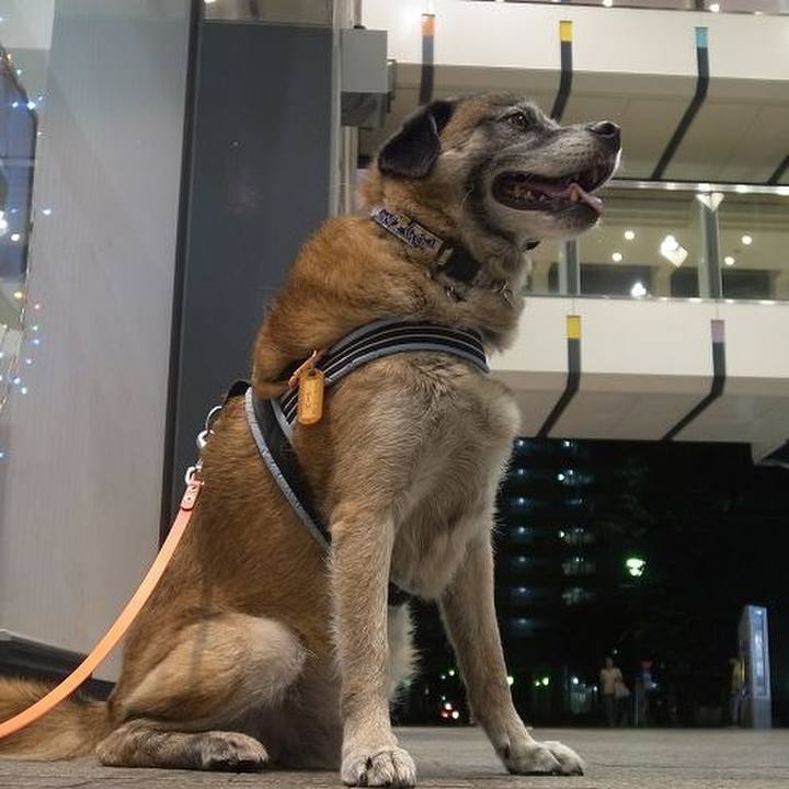 2ded68eb 3e86 4b42 9580 dd9afcb631de