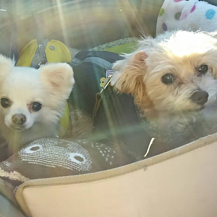 2e02986b cef9 4468 86f3 c7e9287441b0