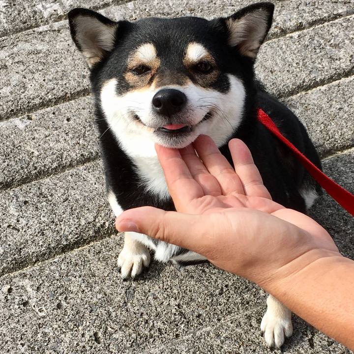 2e03d9fc 26a6 47d9 a3e3 479894a85fff