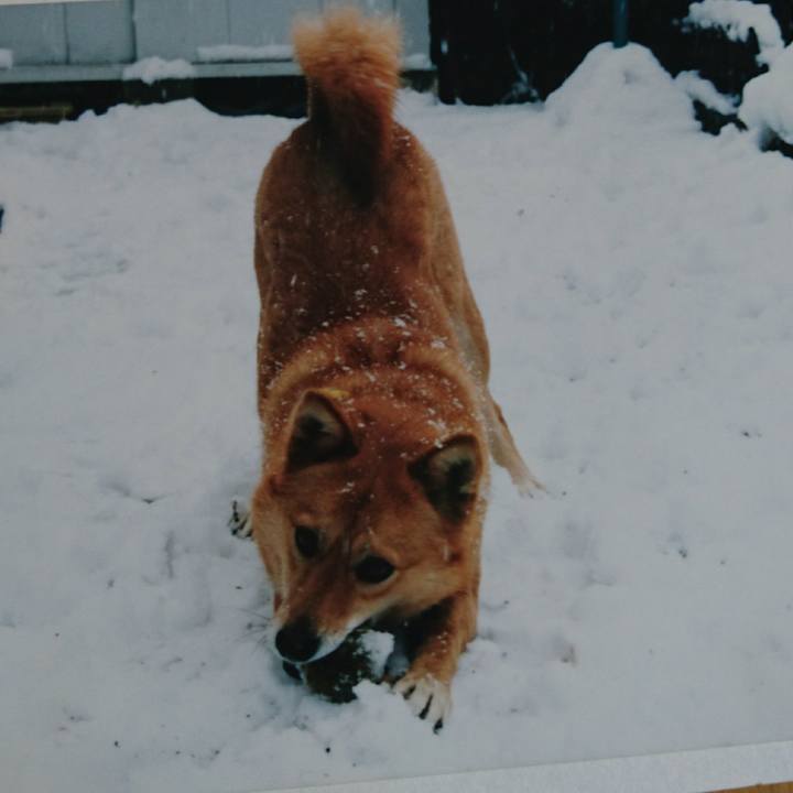 2e067443 0948 4d1c a474 0de4c4328960