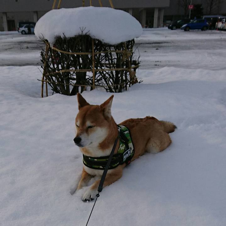 2e0a3216 9dc0 458e 955a 27876d3c4a27