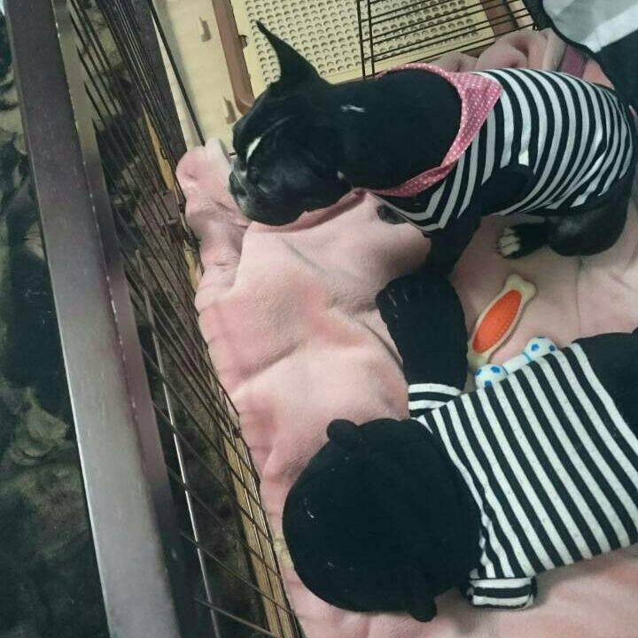 2e0e968f e135 4b1b a0b4 b870806dd73c