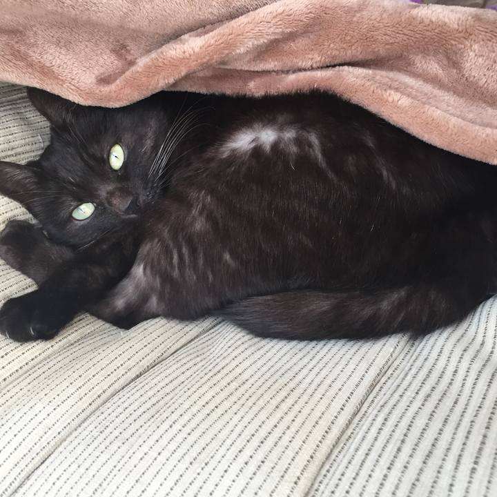 2e17d9ea a61c 40c6 9aee fda2c4acdffd