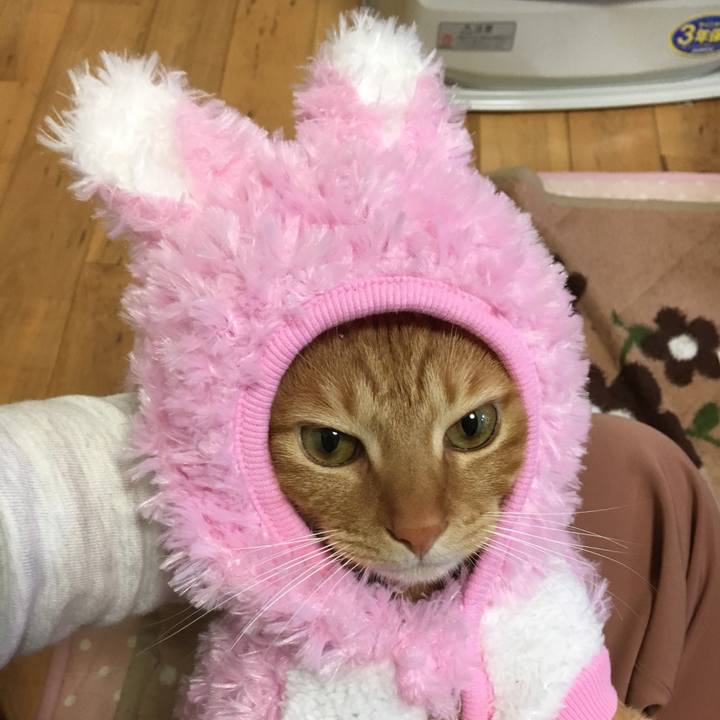 2e36cd06 bba3 4e10 805c 598672b36db0