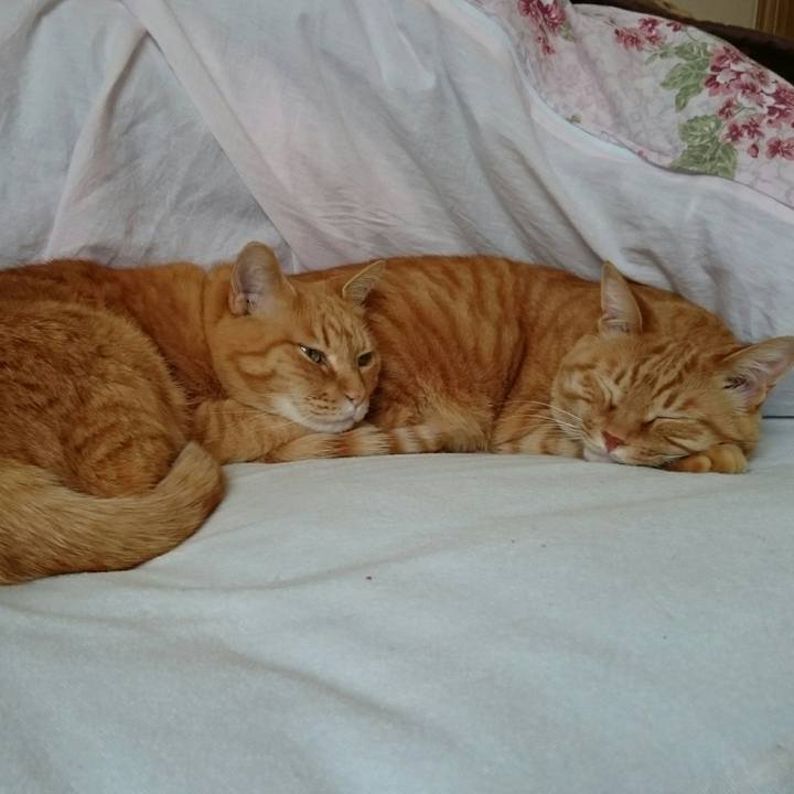 2e3a534c 6297 4bbc 9031 fef3233d6e6e