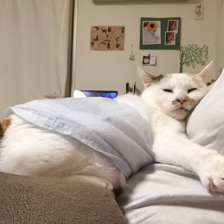 2e487e4d d773 45eb a3c4 a146228f1c2c