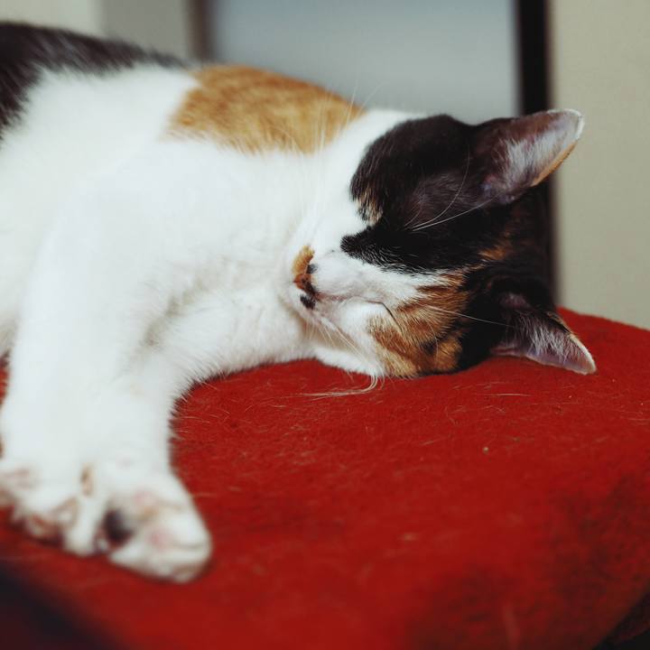 2e4e734f ffeb 41b3 964a d1f4447fbf2e