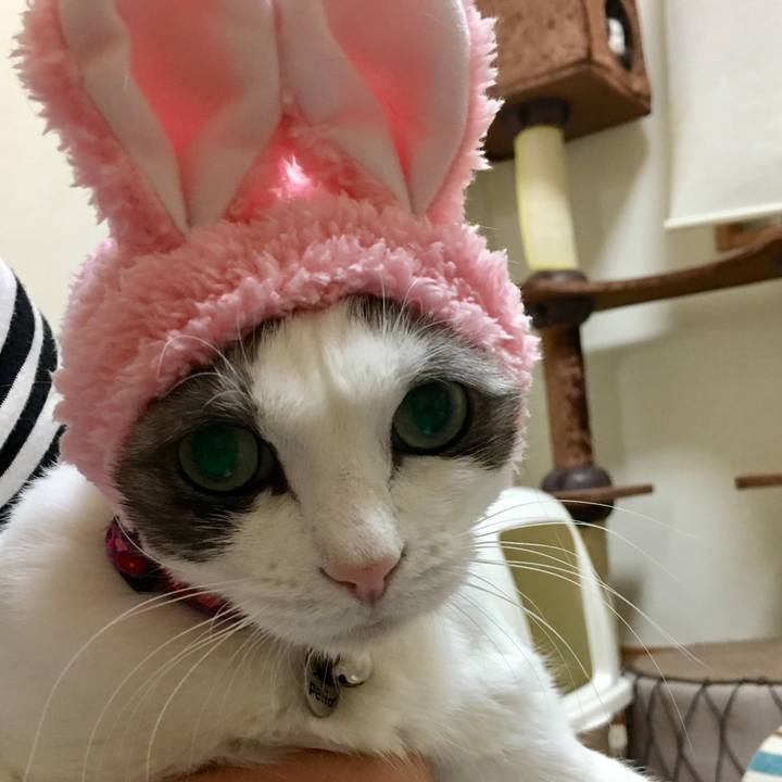 2e51cf84 2009 420f 9db8 57079e9a2fef