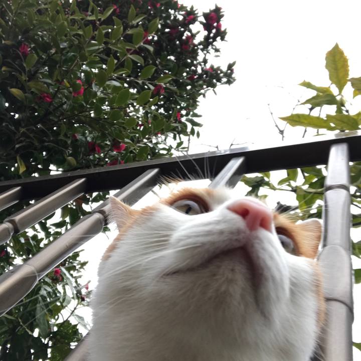 2e53d1bb 38ee 4caa ab48 d39204ba89d2