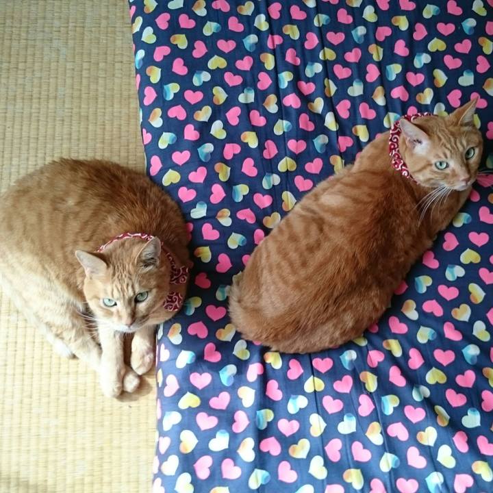 2e586cba 0a04 4b0d 994a 1db3d35b8b7d