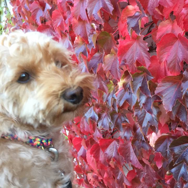 2e594fa6 fccf 4820 96e5 90caa889e700