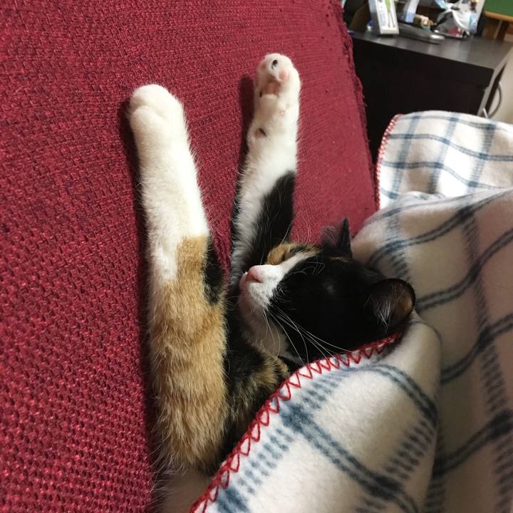 2e6273e3 0bd8 40e4 a504 411f7f65ce15