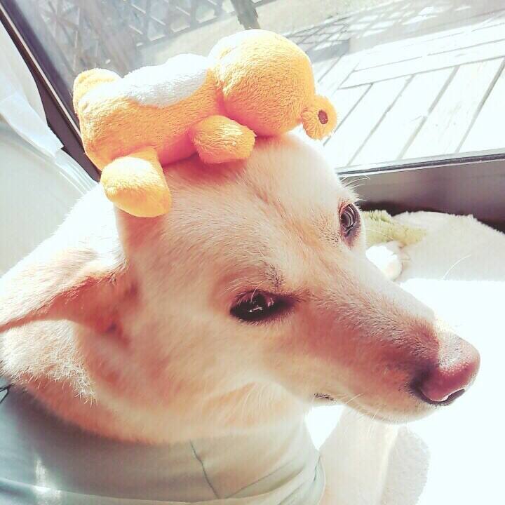 2e64064a 26f2 404b 85d2 e33093e7491f