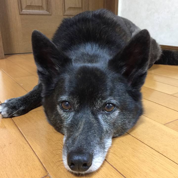 2e733d77 0468 495b a48c e728590207f4