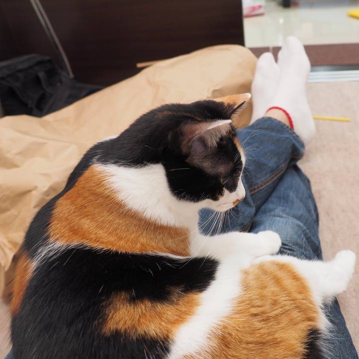 2e8006ae 2ab9 4bf8 b61d 3d8c84560ecf