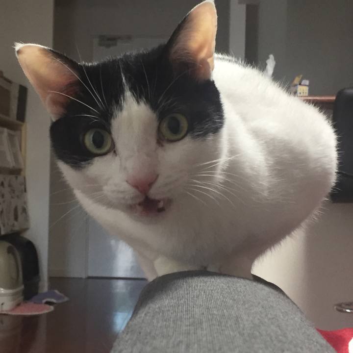 2e8a77d2 1056 4739 b85b 2c89621e53c9