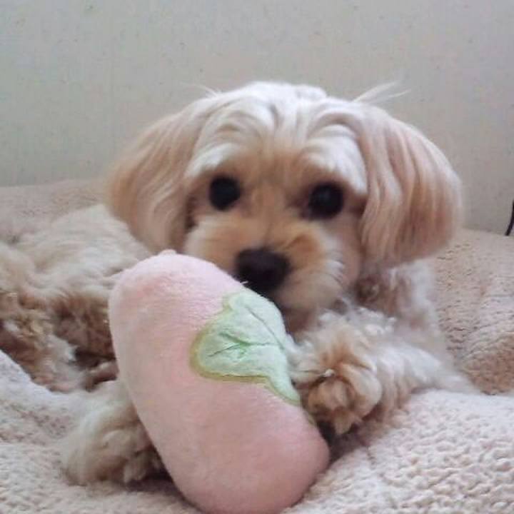 2e964adf 75fd 4978 9680 ece3abe42c42