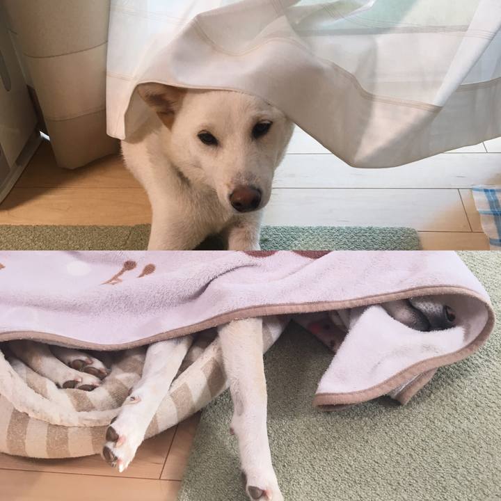 2e9944f8 51bc 41f9 bdd4 42625ff23a95