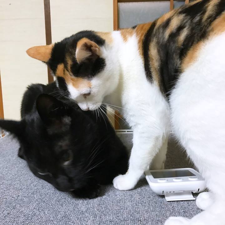 2e9b0f23 74cf 41ee 8ef8 8caf996e289b