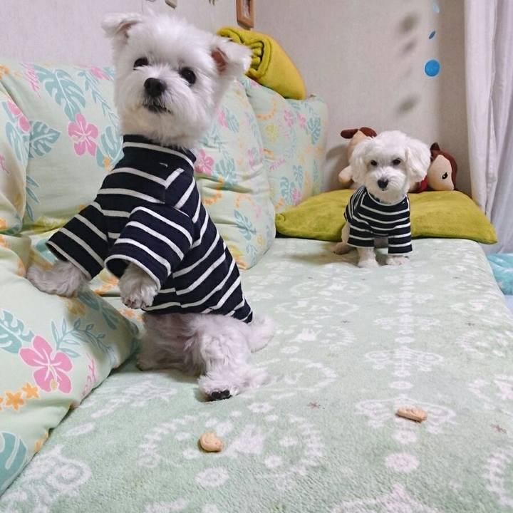 2e9de640 b320 4139 a795 630a82ace058