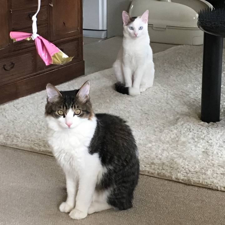 2eb25dea ccdd 4ea1 87f0 8bf6acc96552