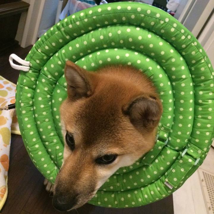 2eb2d238 98cb 444a a4ed 6001ab878ac0