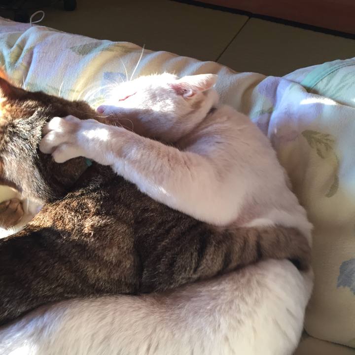 2eb60739 1edc 4c9f 9053 cc3e9585c91c