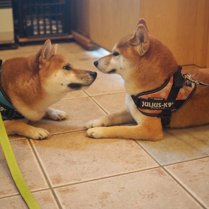 2ecf46bf 54b5 4f54 9191 e9c1d8561ae6