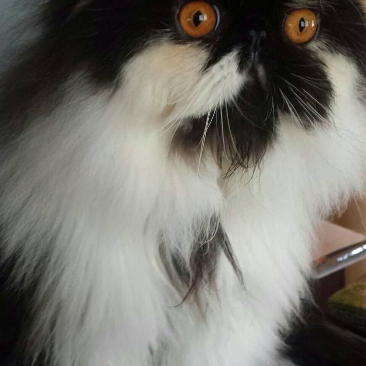 2ed70816 2df8 4fce 81f7 2193188affb6