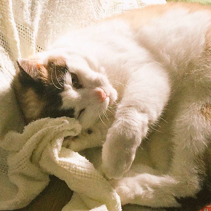 2edea289 ec0c 4a87 a683 089f4ff724ef