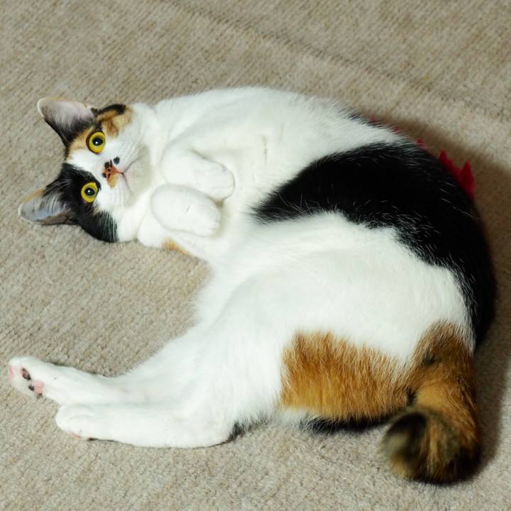 2ee12cc9 19f6 4dc6 8aef 4477aaa58e7b