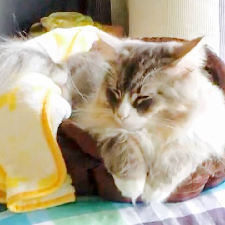 2efafbd7 bde4 4d2c 8383 8a2d159afe90