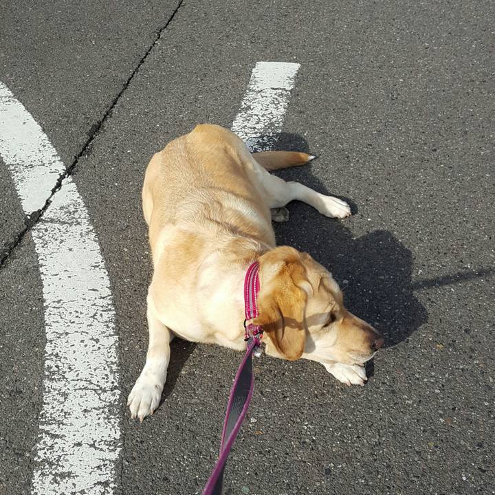 2f18534d f68c 4f38 b6bb 69f816f3ef81