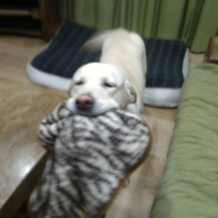 2f1e2c51 3317 4106 981d d4fc5d3fbd0d