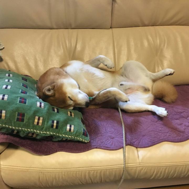 2f2136ee 92cc 4aee 8a5f c9ff5c040895