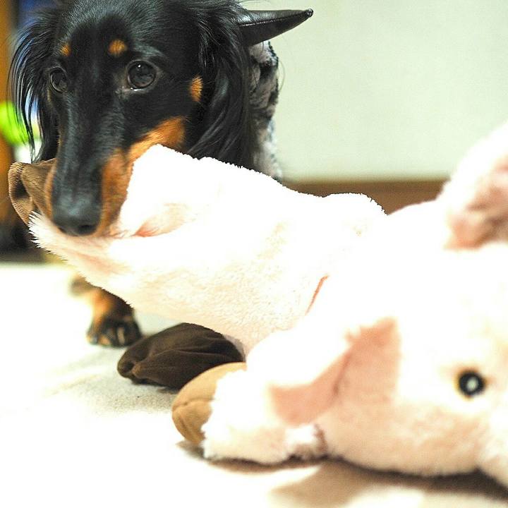 2f2554e6 f206 419c 941e fd7437310017